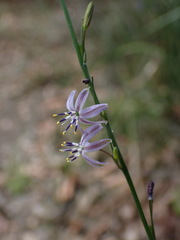 Caesia parviflora vittata