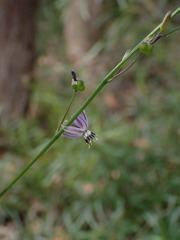 Caesia parviflora vittata
