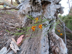 Daviesia leptophylla