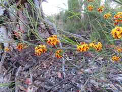 Daviesia leptophylla