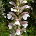 Acanthus Family - Photo (c) anetteffm, some rights reserved (CC BY-NC), uploaded by anetteffm