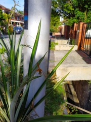 Brachythemis contaminata