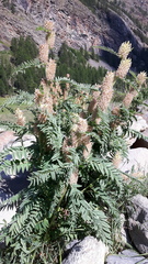 Astragalus centralpinus