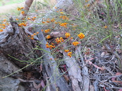 Daviesia leptophylla
