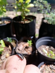 Chrysobothris dorsata