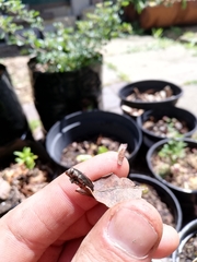 Chrysobothris dorsata