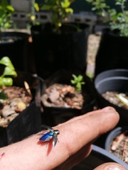 Chrysobothris dorsata