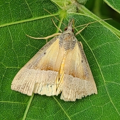 Hypena claripennis