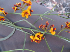 Daviesia leptophylla