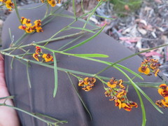 Daviesia leptophylla
