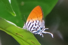 Drupadia ravindra moorei