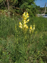 Linaria biebersteinii