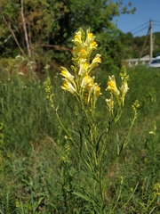 Linaria biebersteinii