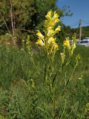 Linaria biebersteinii