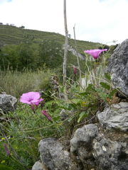 Convolvulus althaeoides althaeoides