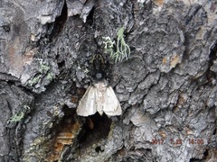 Phidippus borealis