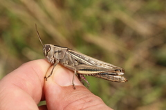 Eyprepocnemis plorans plorans