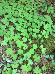 Oxalis