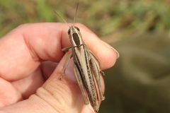 Eyprepocnemis plorans plorans
