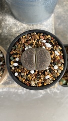 Lithops