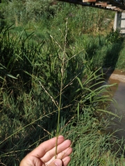 Glyceria notata