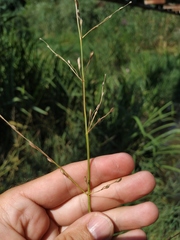 Glyceria notata