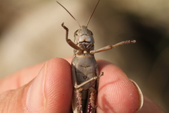 Eyprepocnemis plorans plorans