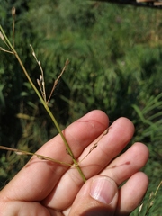 Glyceria notata