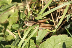 Eyprepocnemis plorans plorans