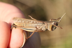 Eyprepocnemis plorans plorans