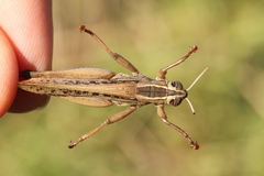 Eyprepocnemis plorans plorans
