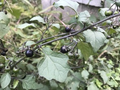 Solanum nigrum
