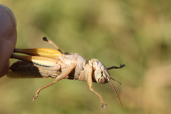 Eyprepocnemis plorans plorans