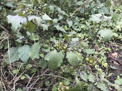 Solanum nigrum