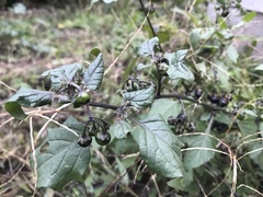 Solanum nigrum