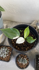 Philodendron