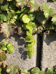 Parthenocissus tricuspidata