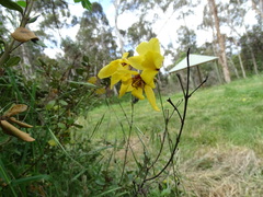 Ixia fuscocitrina
