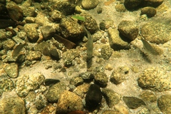 Kuhlia marginata
