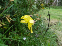Ixia fuscocitrina