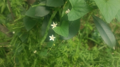 Zehneria japonica