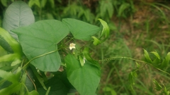 Zehneria japonica