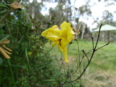 Ixia fuscocitrina