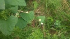 Zehneria japonica