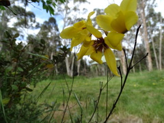 Ixia fuscocitrina