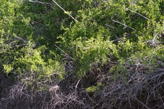 Azima tetracantha