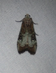 Heteromicta tripartitella