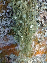 Usnea strigosa image