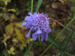 Scabiosa lachnophylla