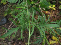 Scabiosa lachnophylla